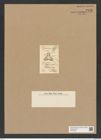 Triceratium lobatum Grev. (de-Toni-Nr.: Genus 140, Species 3972) Zeichnungen Sammlung Grunow Nr. 7446 (NHMW-BOT-W0376534)